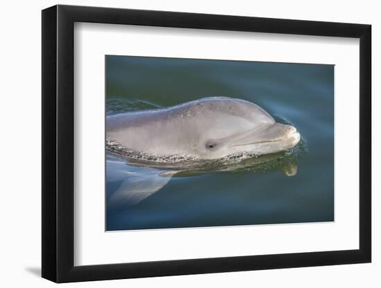 Bottlenose Dolphin, Tursiops Tursiops, Grassy Key, Florida, United States of America, North America-Michael Runkel-Framed Photographic Print