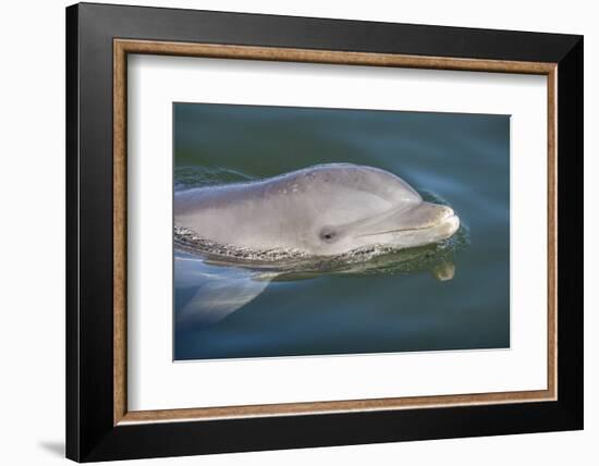 Bottlenose Dolphin, Tursiops Tursiops, Grassy Key, Florida, United States of America, North America-Michael Runkel-Framed Photographic Print