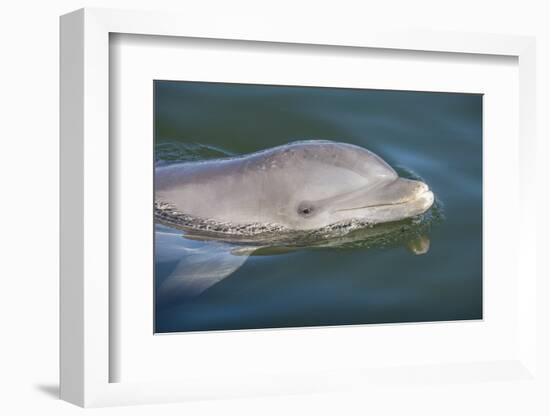 Bottlenose Dolphin, Tursiops Tursiops, Grassy Key, Florida, United States of America, North America-Michael Runkel-Framed Photographic Print