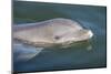Bottlenose Dolphin, Tursiops Tursiops, Grassy Key, Florida, United States of America, North America-Michael Runkel-Mounted Photographic Print