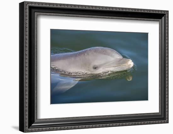 Bottlenose Dolphin, Tursiops Tursiops, Grassy Key, Florida, United States of America, North America-Michael Runkel-Framed Photographic Print