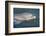 Bottlenose Dolphin, Tursiops Tursiops, Grassy Key, Florida, United States of America, North America-Michael Runkel-Framed Photographic Print