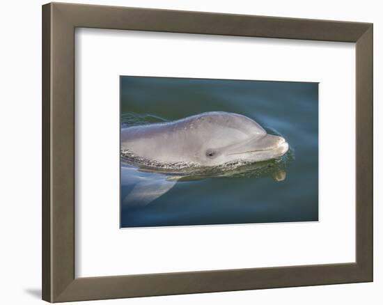 Bottlenose Dolphin, Tursiops Tursiops, Grassy Key, Florida, United States of America, North America-Michael Runkel-Framed Photographic Print