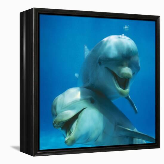 Bottlenose Dolphin Two Facing Camera-Augusto Leandro Stanzani-Framed Premier Image Canvas