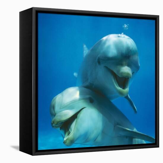 Bottlenose Dolphin Two Facing Camera-Augusto Leandro Stanzani-Framed Premier Image Canvas