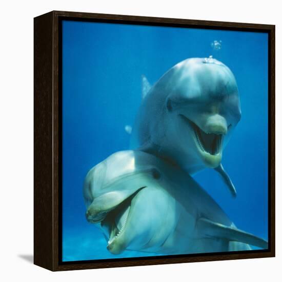 Bottlenose Dolphin Two Facing Camera-Augusto Leandro Stanzani-Framed Premier Image Canvas