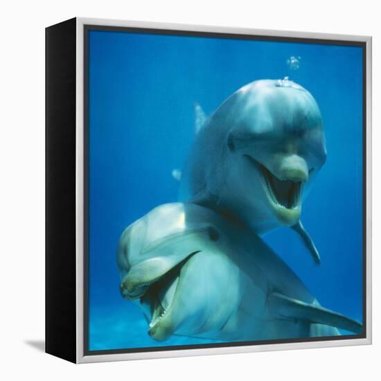 Bottlenose Dolphin Two Facing Camera-Augusto Leandro Stanzani-Framed Premier Image Canvas