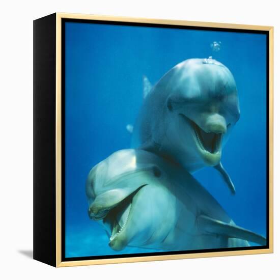 Bottlenose Dolphin Two Facing Camera-Augusto Leandro Stanzani-Framed Premier Image Canvas