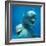 Bottlenose Dolphin Two Facing Camera-Augusto Leandro Stanzani-Framed Photographic Print