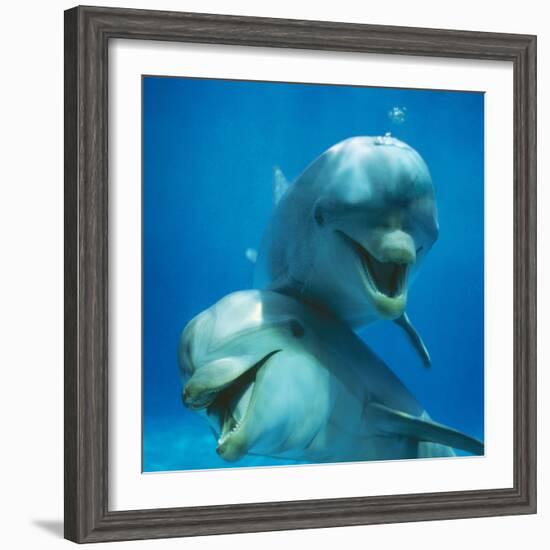 Bottlenose Dolphin Two Facing Camera-Augusto Leandro Stanzani-Framed Photographic Print