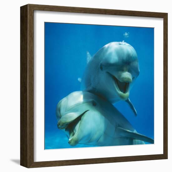 Bottlenose Dolphin Two Facing Camera-Augusto Leandro Stanzani-Framed Photographic Print