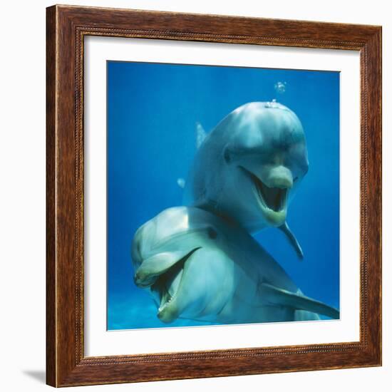 Bottlenose Dolphin Two Facing Camera-Augusto Leandro Stanzani-Framed Photographic Print