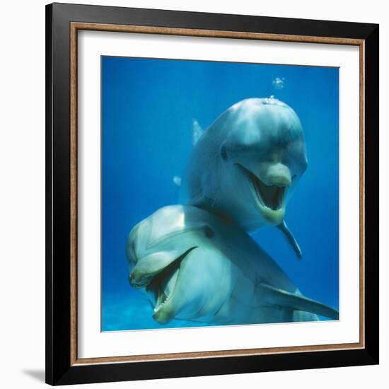 Bottlenose Dolphin Two Facing Camera-Augusto Leandro Stanzani-Framed Photographic Print