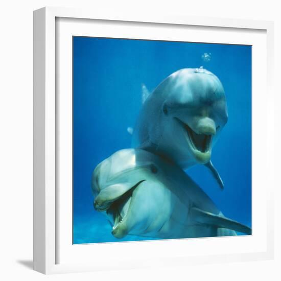 Bottlenose Dolphin Two Facing Camera-Augusto Leandro Stanzani-Framed Photographic Print