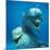 Bottlenose Dolphin Two Facing Camera-Augusto Leandro Stanzani-Mounted Photographic Print