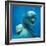 Bottlenose Dolphin Two Facing Camera-Augusto Leandro Stanzani-Framed Photographic Print