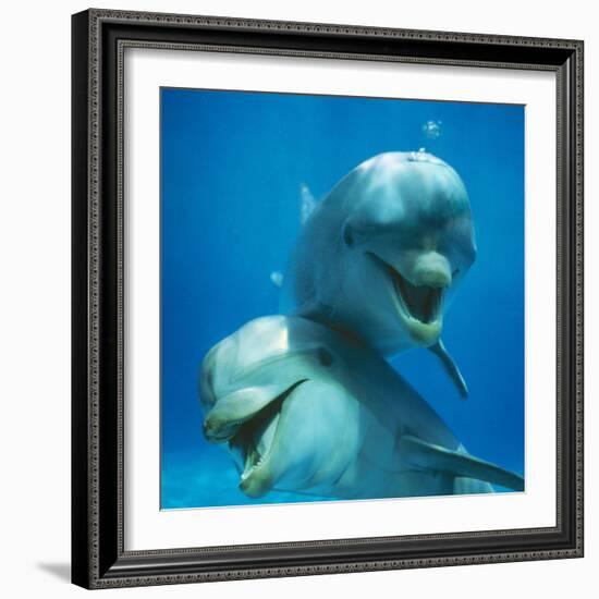 Bottlenose Dolphin Two Facing Camera-Augusto Leandro Stanzani-Framed Photographic Print