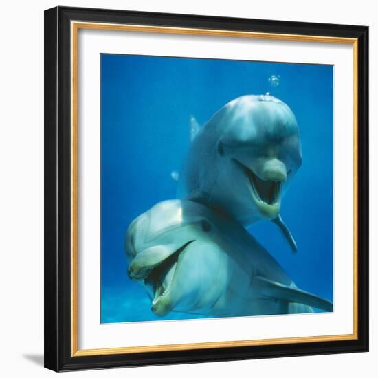 Bottlenose Dolphin Two Facing Camera-Augusto Leandro Stanzani-Framed Photographic Print