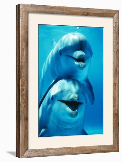 Bottlenose Dolphin Two, Facing, One on Top of the Other-Augusto Leandro Stanzani-Framed Photographic Print