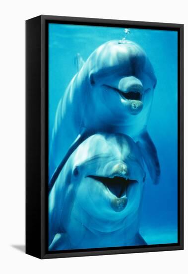 Bottlenose Dolphin Two, Facing, One on Top of the Other-Augusto Leandro Stanzani-Framed Premier Image Canvas
