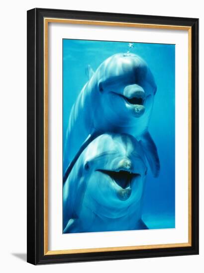 Bottlenose Dolphin Two, Facing, One on Top of the Other-Augusto Leandro Stanzani-Framed Photographic Print