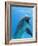 Bottlenose Dolphin Underwater-Augusto Leandro Stanzani-Framed Photographic Print