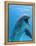 Bottlenose Dolphin Underwater-Augusto Leandro Stanzani-Framed Premier Image Canvas