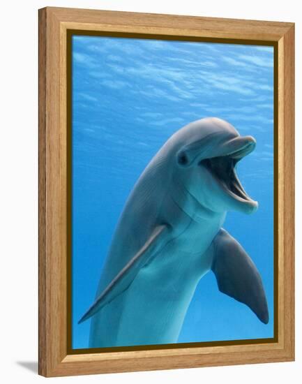 Bottlenose Dolphin Underwater-Augusto Leandro Stanzani-Framed Premier Image Canvas