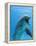 Bottlenose Dolphin Underwater-Augusto Leandro Stanzani-Framed Premier Image Canvas