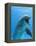 Bottlenose Dolphin Underwater-Augusto Leandro Stanzani-Framed Premier Image Canvas