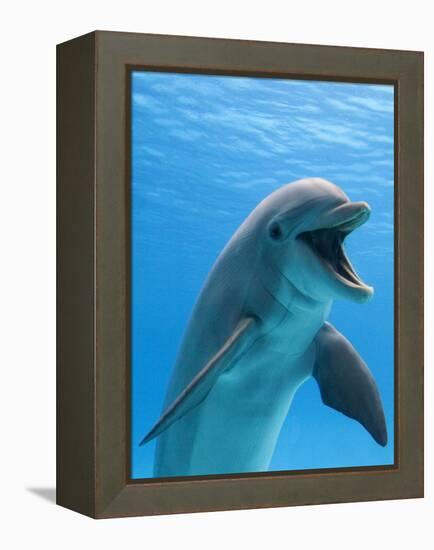 Bottlenose Dolphin Underwater-Augusto Leandro Stanzani-Framed Premier Image Canvas