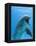 Bottlenose Dolphin Underwater-Augusto Leandro Stanzani-Framed Premier Image Canvas