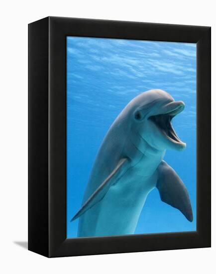 Bottlenose Dolphin Underwater-Augusto Leandro Stanzani-Framed Premier Image Canvas