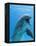 Bottlenose Dolphin Underwater-Augusto Leandro Stanzani-Framed Premier Image Canvas