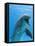 Bottlenose Dolphin Underwater-Augusto Leandro Stanzani-Framed Premier Image Canvas