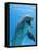 Bottlenose Dolphin Underwater-Augusto Leandro Stanzani-Framed Premier Image Canvas