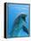 Bottlenose Dolphin Underwater-Augusto Leandro Stanzani-Framed Premier Image Canvas