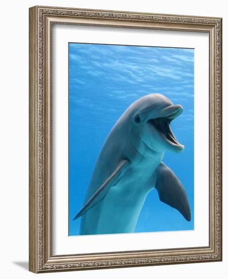 Bottlenose Dolphin Underwater-Augusto Leandro Stanzani-Framed Premium Photographic Print