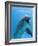 Bottlenose Dolphin Underwater-Augusto Leandro Stanzani-Framed Premium Photographic Print