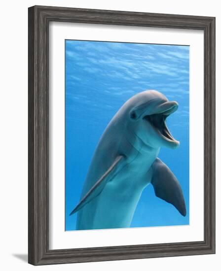 Bottlenose Dolphin Underwater-Augusto Leandro Stanzani-Framed Premium Photographic Print