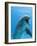 Bottlenose Dolphin Underwater-Augusto Leandro Stanzani-Framed Premium Photographic Print