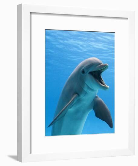 Bottlenose Dolphin Underwater-Augusto Leandro Stanzani-Framed Premium Photographic Print