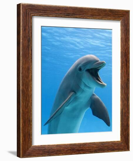 Bottlenose Dolphin Underwater-Augusto Leandro Stanzani-Framed Premium Photographic Print