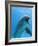 Bottlenose Dolphin Underwater-Augusto Leandro Stanzani-Framed Premium Photographic Print