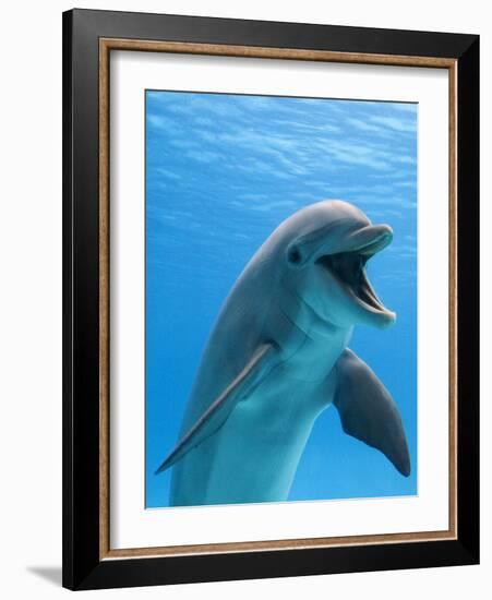 Bottlenose Dolphin Underwater-Augusto Leandro Stanzani-Framed Premium Photographic Print