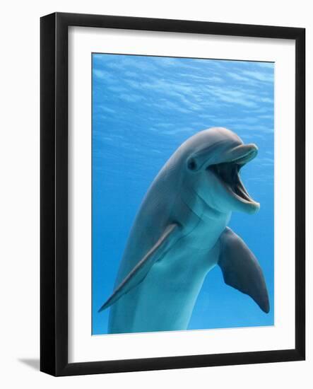 Bottlenose Dolphin Underwater-Augusto Leandro Stanzani-Framed Premium Photographic Print