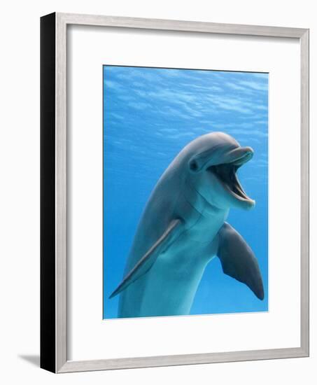 Bottlenose Dolphin Underwater-Augusto Leandro Stanzani-Framed Premium Photographic Print