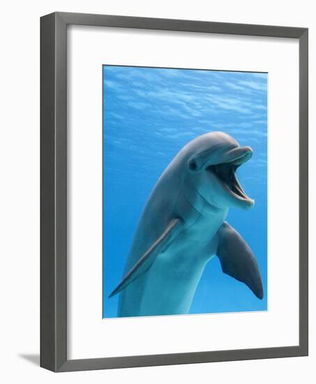 Bottlenose Dolphin Underwater-Augusto Leandro Stanzani-Framed Premium Photographic Print