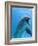 Bottlenose Dolphin Underwater-Augusto Leandro Stanzani-Framed Photographic Print