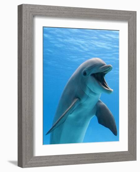 Bottlenose Dolphin Underwater-Augusto Leandro Stanzani-Framed Photographic Print